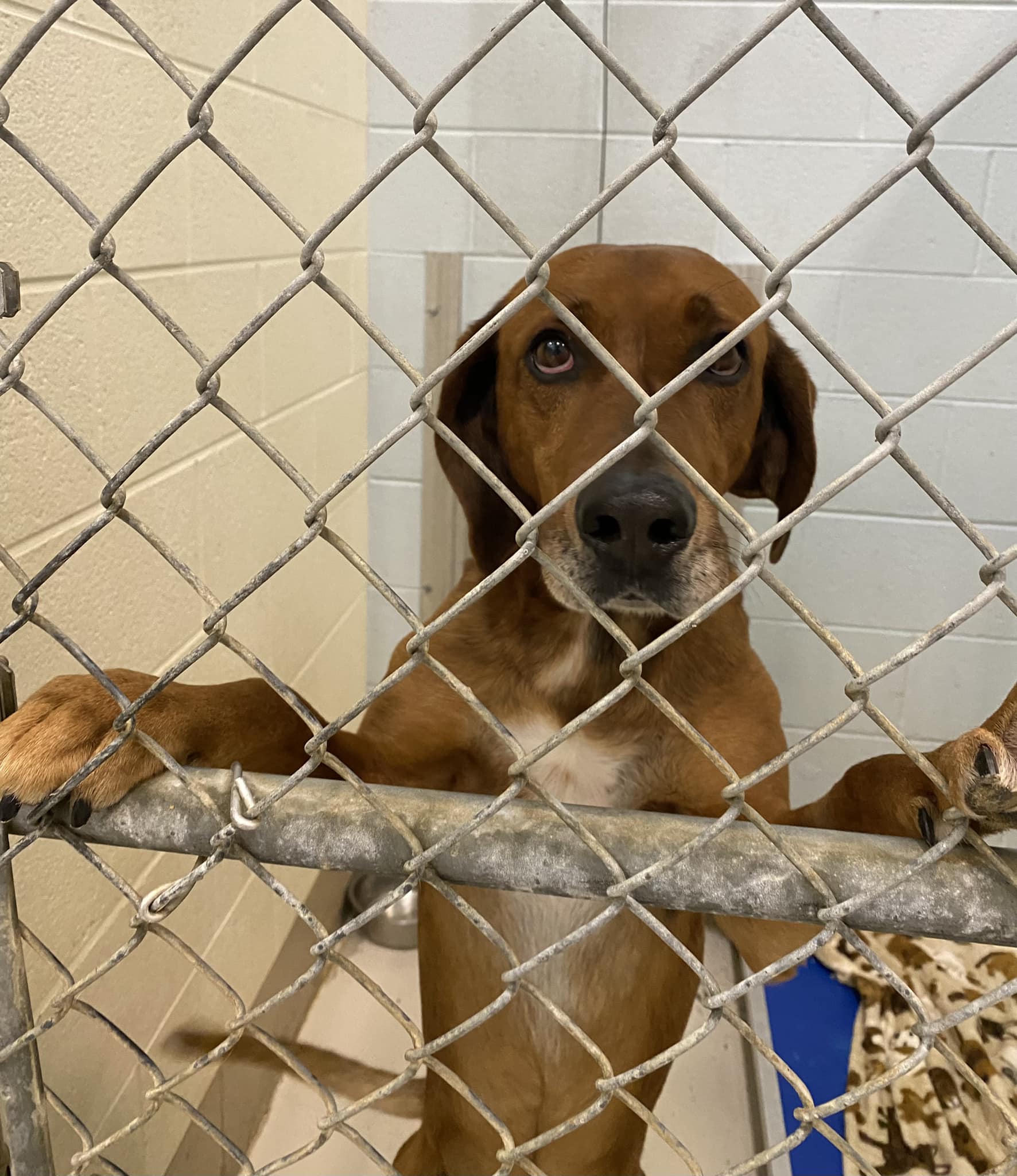 Washington County, Tennessee Animal Shelter at full capacity; halts intakes   WXBQ