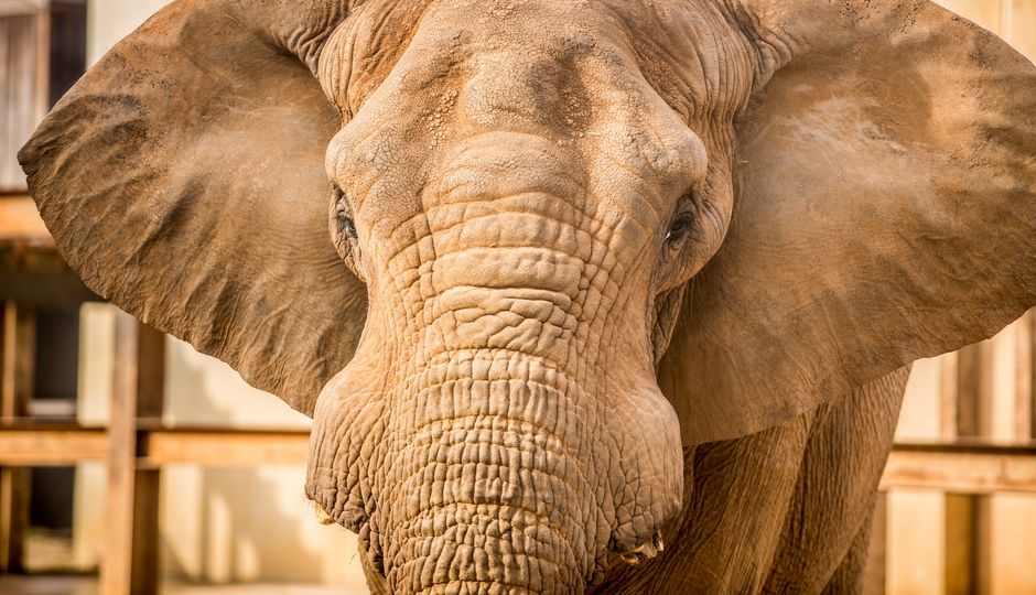 Zoo Knoxville mourns death of Elephant “Tonka”