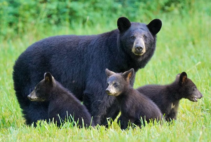 Beware of bears: Virginia game officials warn residents of increased bear sightings