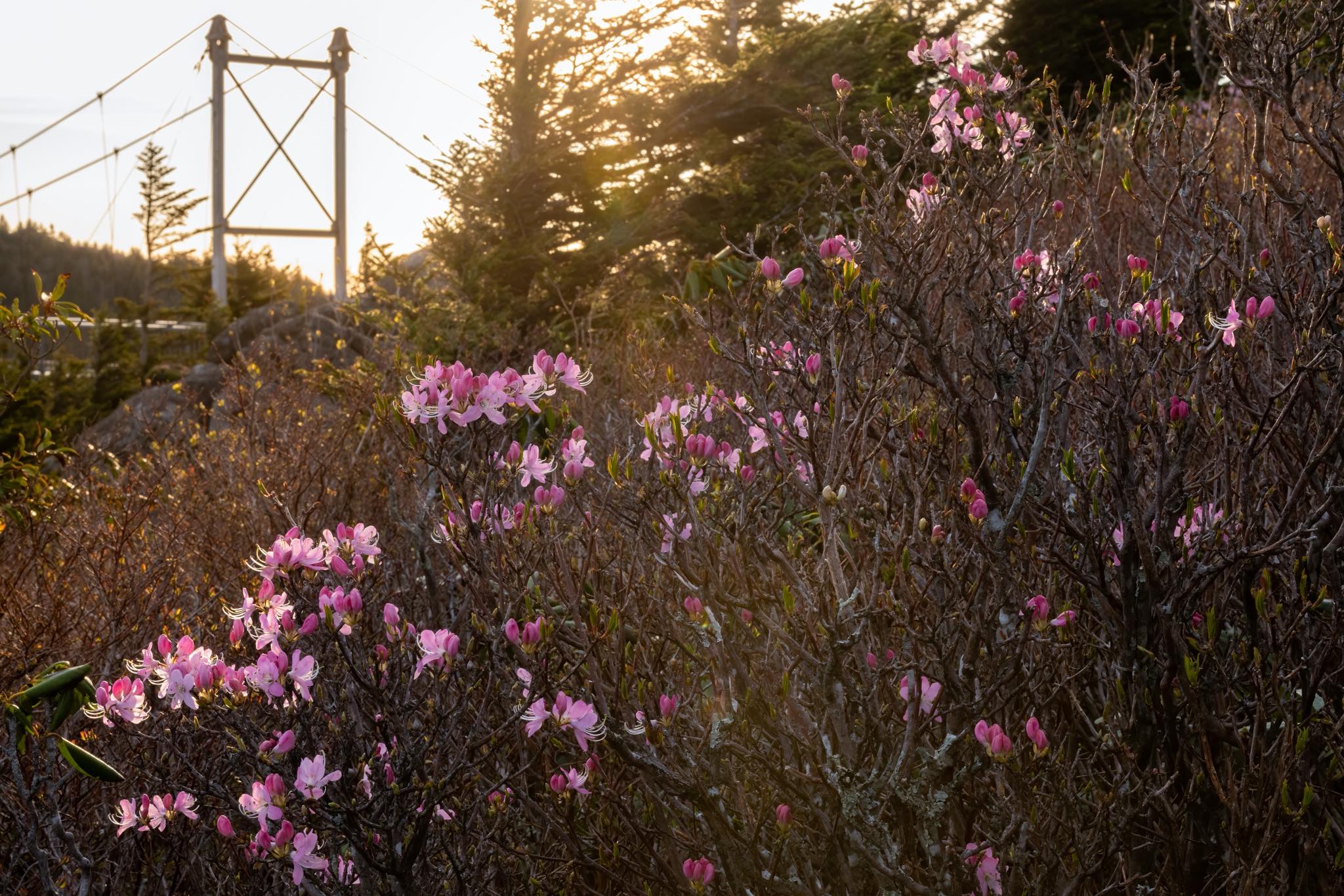 Grandfather Mountain Glows firefly viewing opens lottery