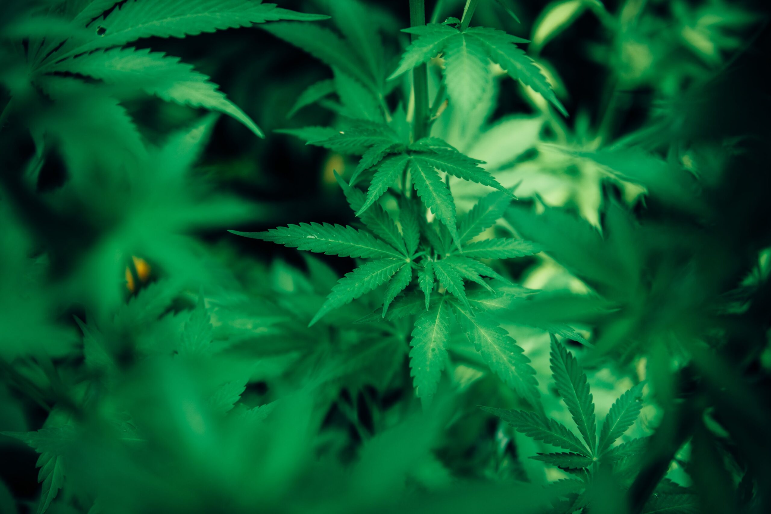 Pot to go public: Governor signals start of retail marijuana in Virginia