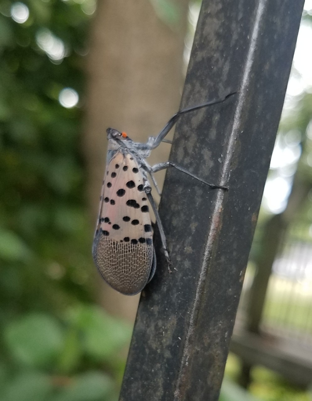 Invasive Spotted Lanternflies reported in Bristol
