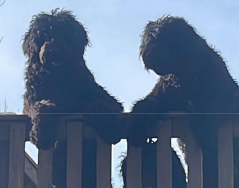 Canines reunited with owner after investigation in Sullivan County