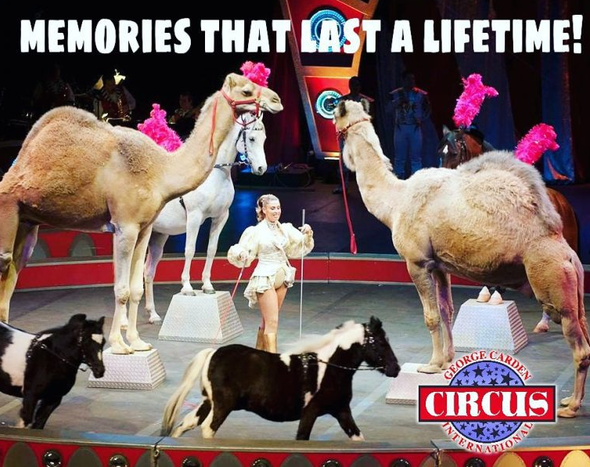 Jericho Shrine Circus featuring Carden International Circus